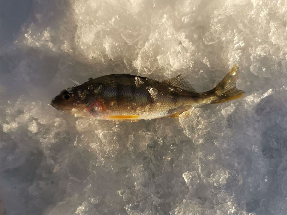 Fersk abbor på snø og is med tydelige mørke tverrbånd og oransje buk- og gattfinner.