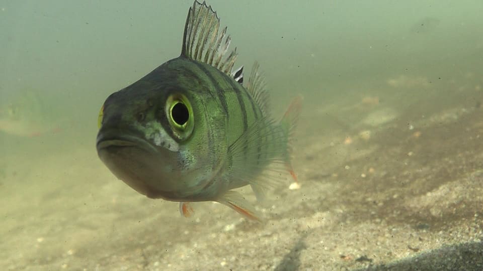 Abbor sett forfra under vann, med stort øye, stikkende ryggfinne og røde buk- og gattfinner.