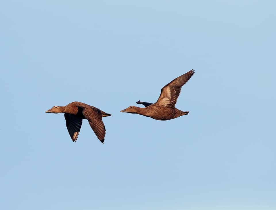 To brune ærfuglhunner flyr etter hverandre mot en klar blå himmel, med strake vinger og tung kropp.