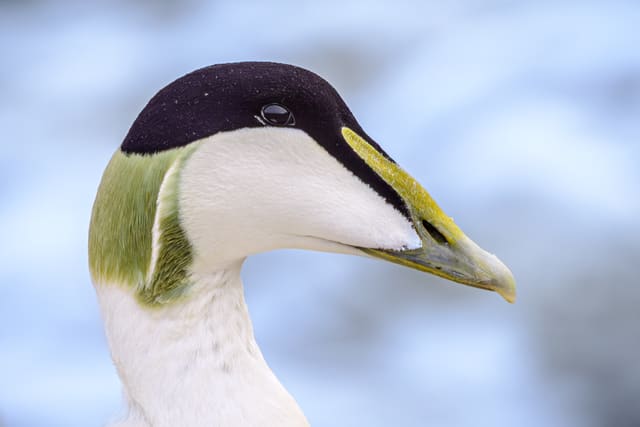 Nærbilde av hodet til en ærfuglhann: svart isse, hvit kinn og panne, grønn flekk i nakken og et gulgrønt nebb som går helt opp i pannen.
