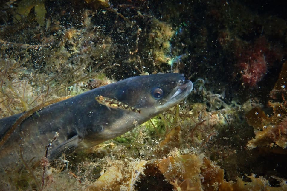 Ål med mørk, slank kropp ligger blant tang og alger på havbunnen. En liten fisk hviler på siden bak gjellene.