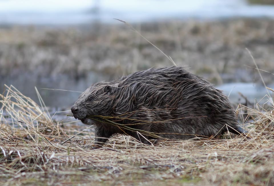 Bever med mørkebrun, våt pels går med snuten lavt langs en gresskledd vannkant, sett fra siden, med bred, lav kropp og kort hals.