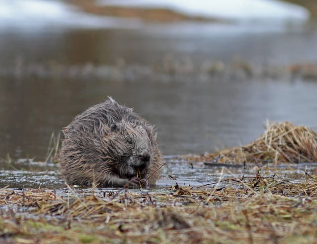Bever sitter nesten forfra ved vannkanten med en kvist mellom framføttene, med bred, avrundet snute, små ører og tett, våt pels.