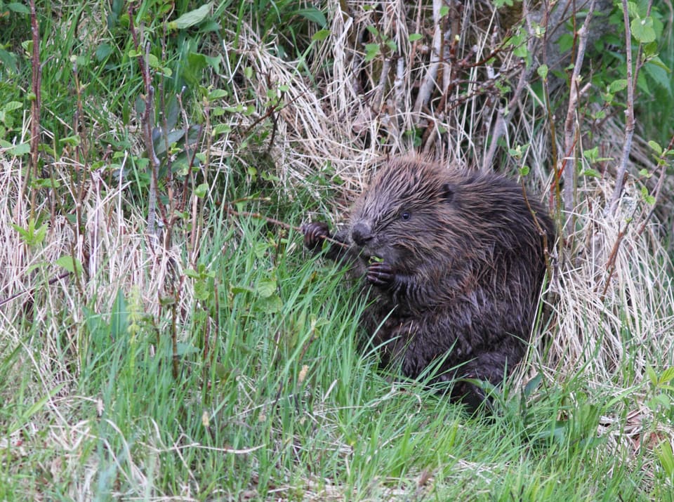 Bever sitter i høyt, tørt og grønt gress og spiser, med mørk pels og hendene løftet mot munnen.