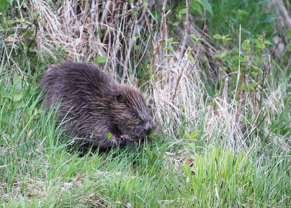 Bever sitter sammenkrøpet i gresset og gnager på en tynn kvist, sett fra siden.
