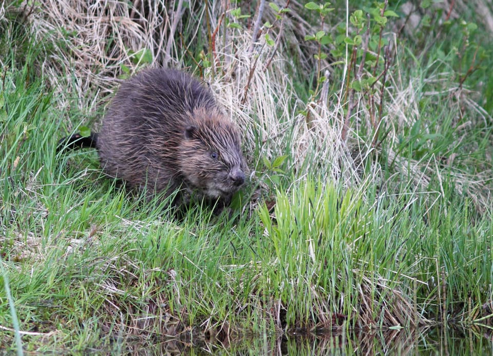 Bever går mot kameraet gjennom friskt, grønt gress ved vannkanten, med mørk, blank pels og små, runde ører.
