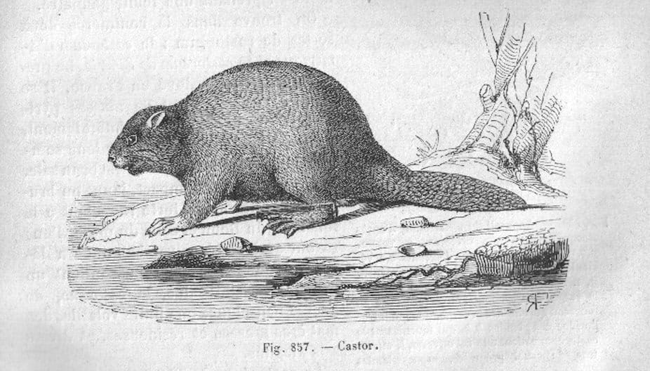 Gammelt svart-hvitt tresnitt av en bever i profil på en liten elvekant, med den flate, skjellete halen strukket bakover.
