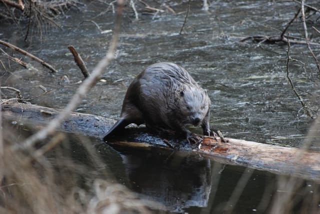 Bever står på en tømmerstokk i vannet og ser mot kameraet, med mørk, glatt pels og en flat, skjellete hale som peker bakover.