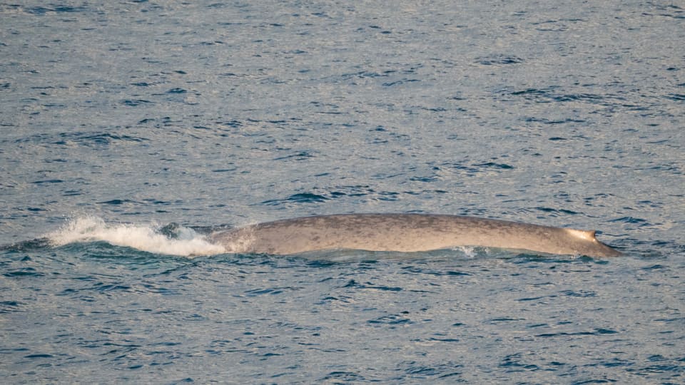 En blåhval kommer opp av det blågrå havet med lang, flekkete grå rygg og en liten finne langt bak.