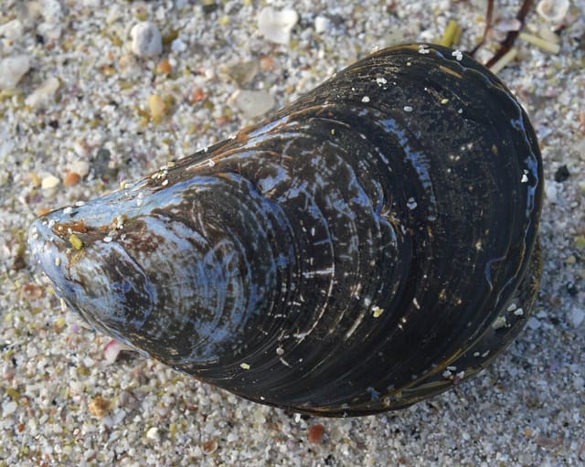 Et stort blåskjellskall ligger på sand, svart-blått med fine tilvekstlinjer og en spiss ende.