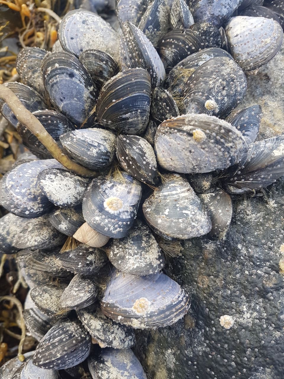 Tett klynge av grå og blå blåskjell på en stein, de fleste med lyse tilvekstringer.