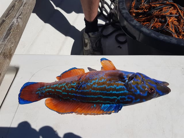 Blåstål (hann) ligger på en hvit flate ombord i en båt, med blå striper på kroppen og hodet, oransje finner og blå-oransje hale.