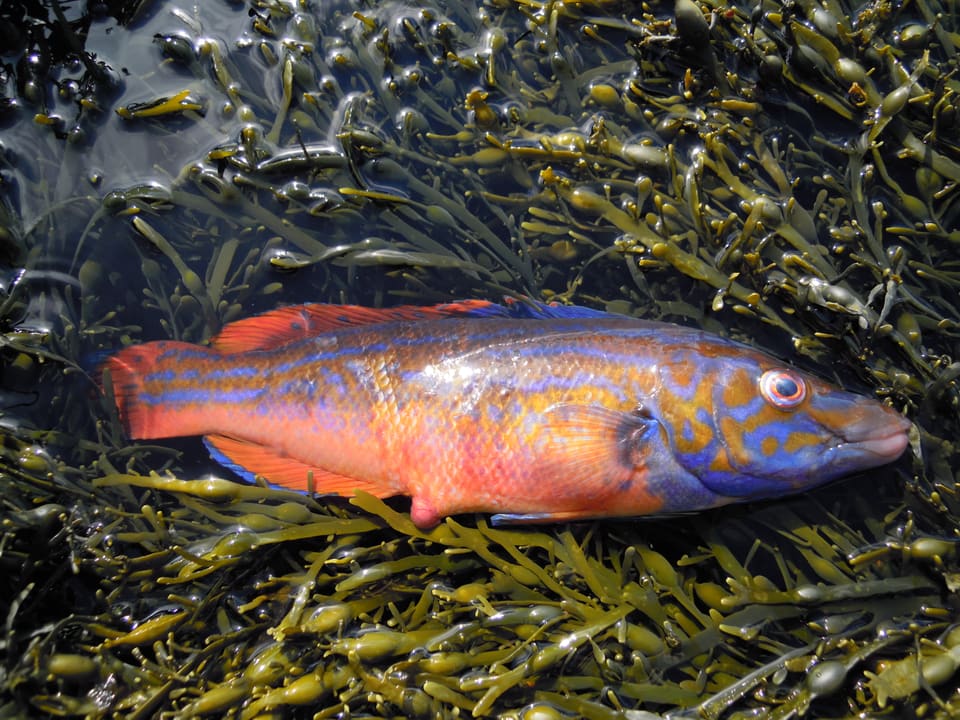 En blåstål (hann) ligger på brunt tang. Hodet og framkroppen er blå med oransje streker, ryggfinnen og halen er rødoransje, og øyet har en lys ring.