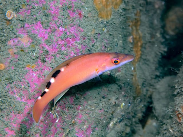En rødnebb, hunnen av blåstål, svømmer over en bergvegg med rosa alger. Kroppen er oransjerosa, og langs ryggen sitter svarte flekker med en hvit stripe i mellom.