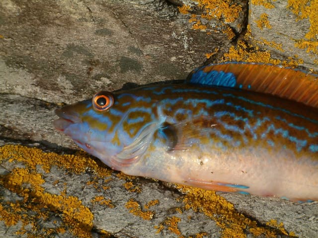 Nærbilde av en blåstål (hann) som ligger på en lav stein. Hodet har et nett av blå linjer på oransje bunn, øyet har en oransje ring, og ryggfinnen er oransje med blå kant.