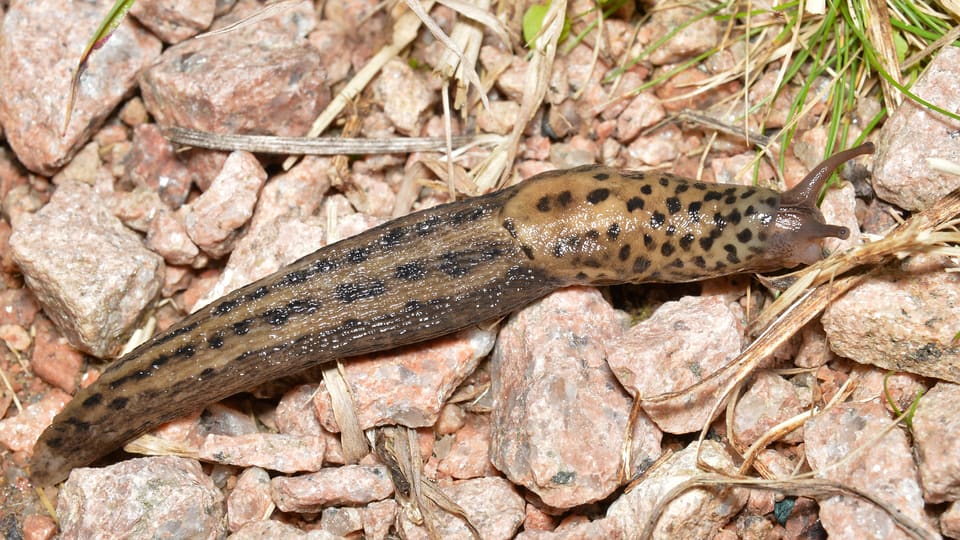 Boakjølsnegl kryper over rosa granittgrus. Ryggskjoldet foran har svarte flekker, og resten av kroppen har mørke langsgående striper og flekker.