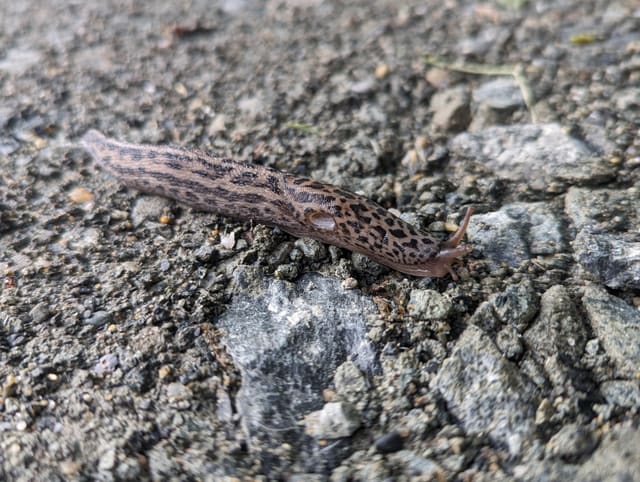 Grålig boakjølsnegl på grus. Ryggskjoldet foran er flekket, og pustehullet sitter bak midten av skjoldet på høyre side.