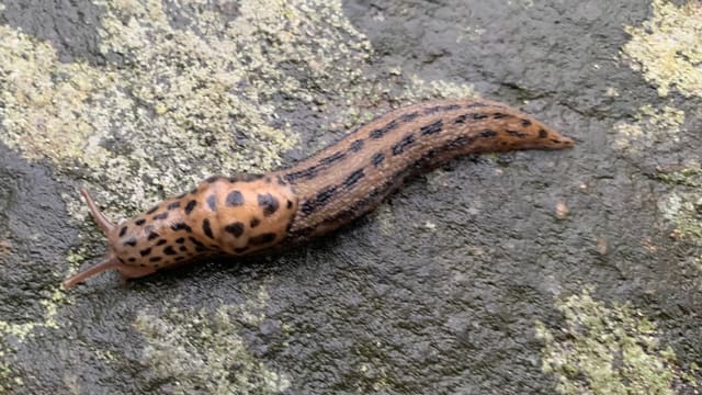Oransjebrun boakjølsnegl på lav-dekket stein. Det korte ryggskjoldet har svarte flekker, og kroppen bak har mørke langsstriper og en spiss hale.