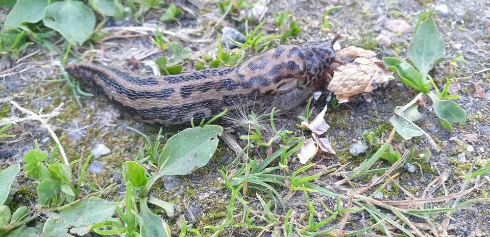 Boakjølsnegl kryper over grus og gress, med flekkete skjold og striper langs kroppen.