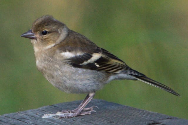Bokfinkhunn sitter på et grått brett i profil, med olivenbrun rygg og isse, gråbrun underside, to lyse vingebånd og et kraftig, kjegleformet nebb.