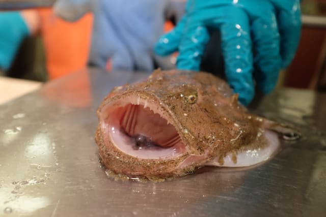 Landet breiflabb på et stålbord med åpen munn, rader av små spisse tenner, et gyllent øye og grov, brunflekket hud med små pigger; en hanskekledd hånd skimtes uskarpt bak.