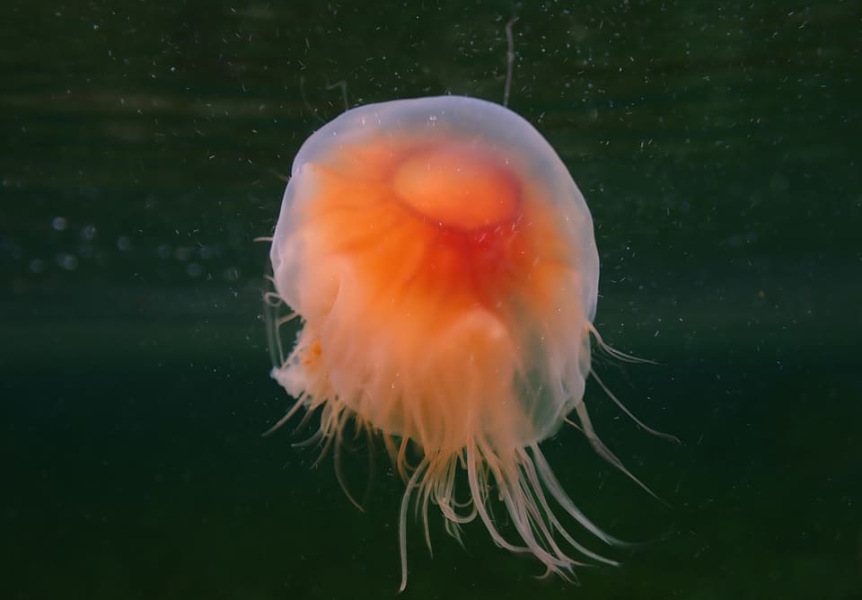 En oransje brennmanet svever i mørkt vann. Klokken er rund og oransje, og tynne tentakler og munnarmer henger under den.