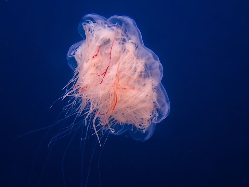 En bleik, rosa brennmanet svever i dypblått vann. Klokken er nesten skjult av en tett masse av tynne, lange tentakler og munnarmer med røde striper.