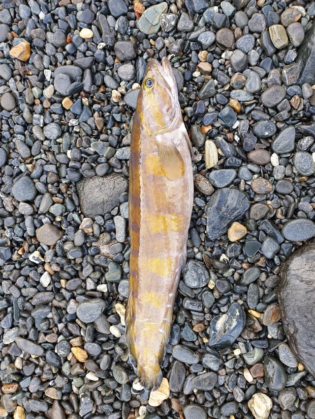 En lang, gulbrun brosme ligger på en strand med rullestein. Ryggfinnen følger hele ryggen uten opphold, og halen er avrundet.