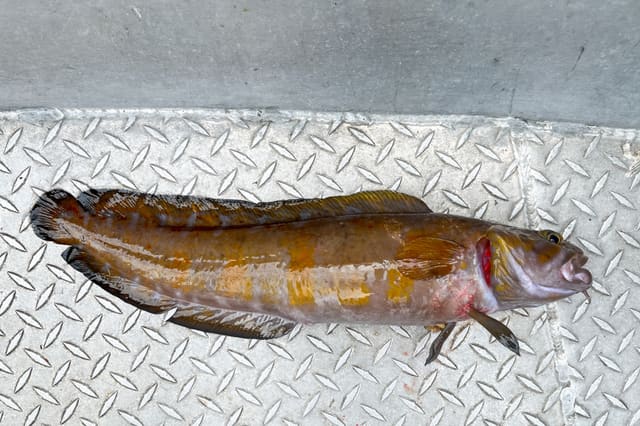 En brun brosme med gule flekker ligger i en grå fiskekasse. Ryggfinnen er lang og sammenhengende, og munnen står åpen.