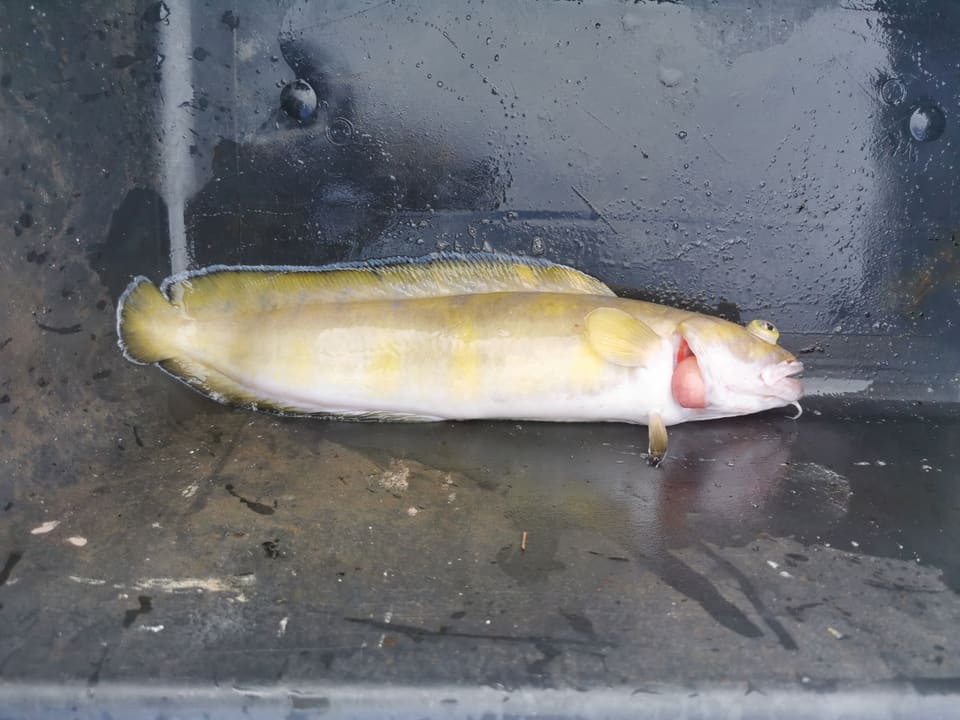 En gulaktig brosme ligger i et mørkt kar. Ryggfinnen er én lang, ujevn kant fra nakken helt til den avrundede halen, og en kort skjeggtråd henger fra haken.