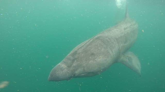 Brugde svømmer under vann i grønt, klart hav, og sees skrått ovenfra, med stor, spiss snute, lange gjellespalter og en høy, bøyd halefinne.
