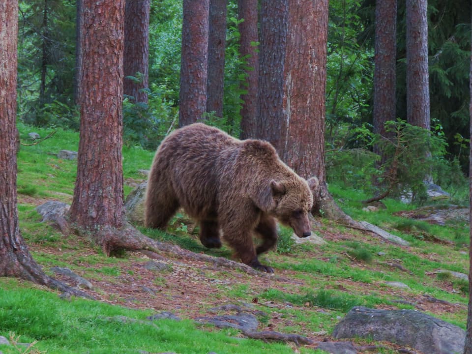 Brunbjørn går ned en skråning mellom høye furustammer, med kraftig skulderpukkel og brun pels.