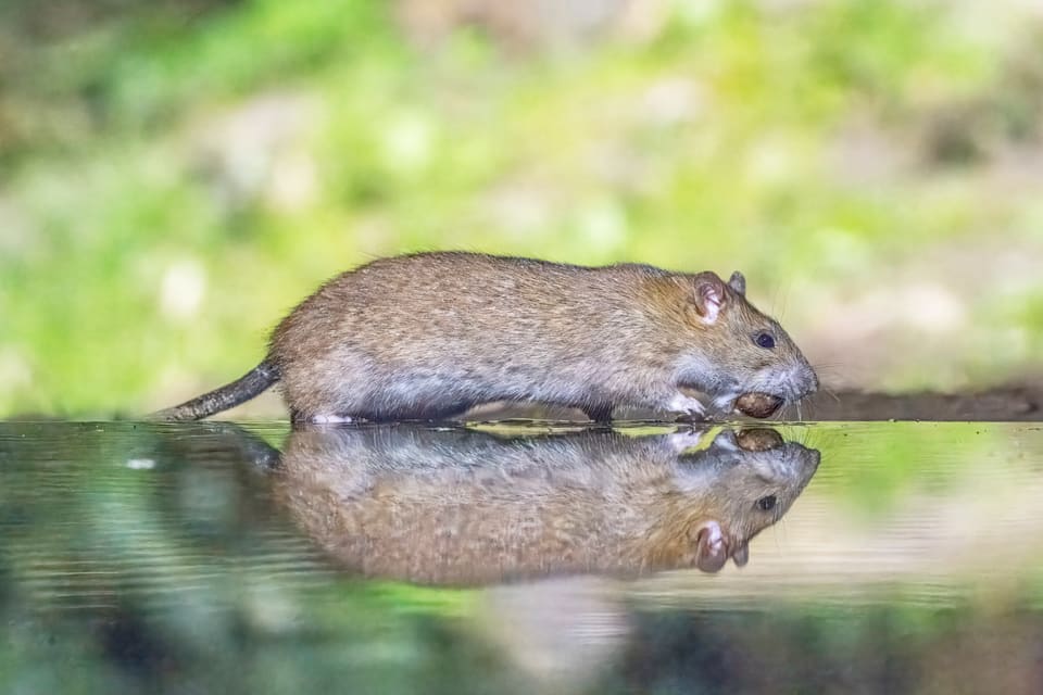 En brunrotte går i profil langs en vannkant med en nøtt i munnen og speiler seg i vannet. Snuten er butt, ørene er små og runde, og halen er kortere enn kroppen.