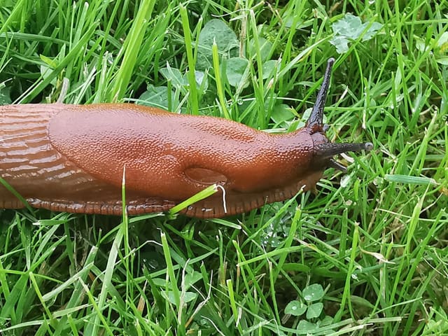 Nærbilde av hode og kappe på en rødbrun brunskogsnegl i gress. Åndehullet ligger foran midten av den grove, kornete kappen, og tentaklene er mørke.