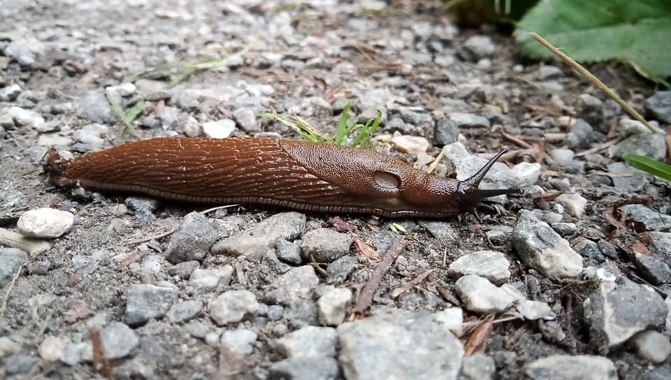 Brunskogsnegl kryper over grus og ser rett fra siden. Kroppen er ensfarget rødbrun med tette rynker, kappen er glatt, og åndehullet sitter i fremre halvdel av kappen. Ryggen mangler kjøl.