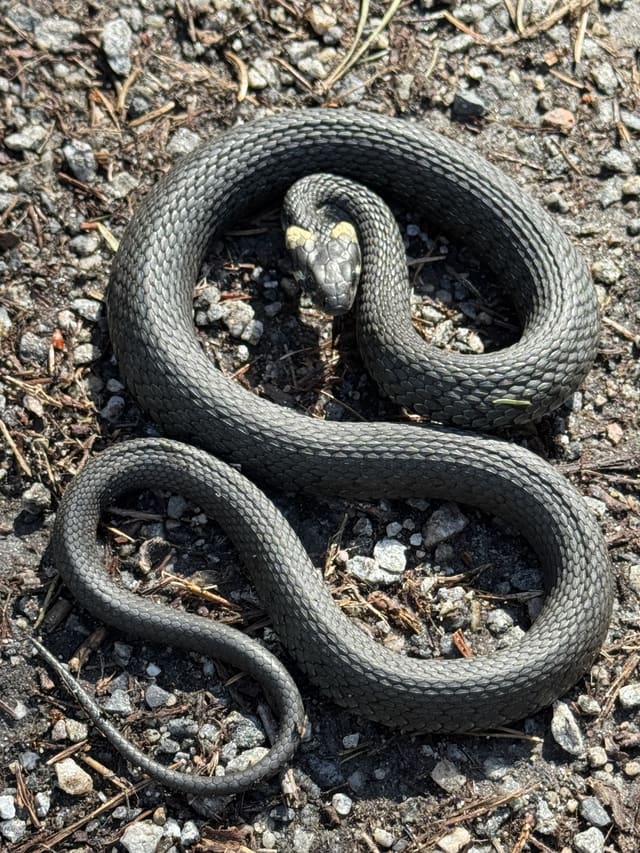Buorm ligger i en vid S-formet kveil på grus og nåler, med to gule flekker bak hodet og en lang, smalnende hale.