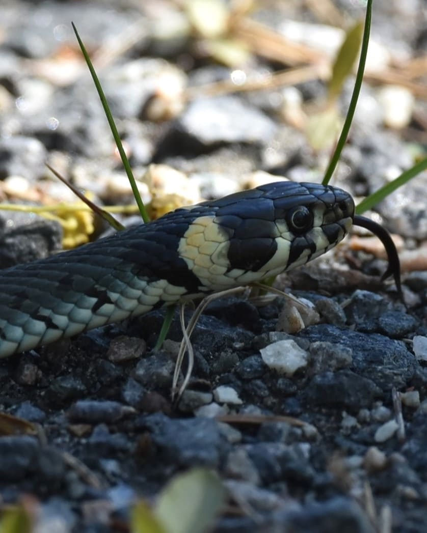 Buorm på grå grus med gul-hvit nakkeflekk bak det svarte hodet, et svart tverrbånd bak flekken, rund, svart pupill og blågrå, glinsende rygg.