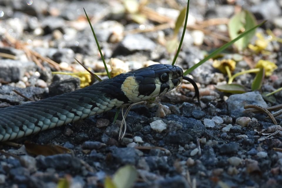 Buorm på grå grus med gul-hvit nakkeflekk bak det svarte hodet, et svart tverrbånd bak flekken, rund, svart pupill og blågrå, glinsende rygg.
