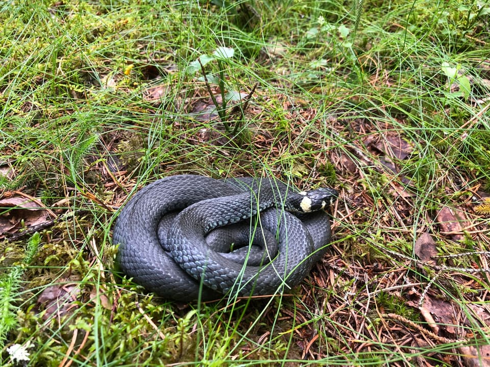 Blågrå buorm ligger i en tett kveil i gress og barnåler og løfter hodet med en lys, gul nakkeflekk.