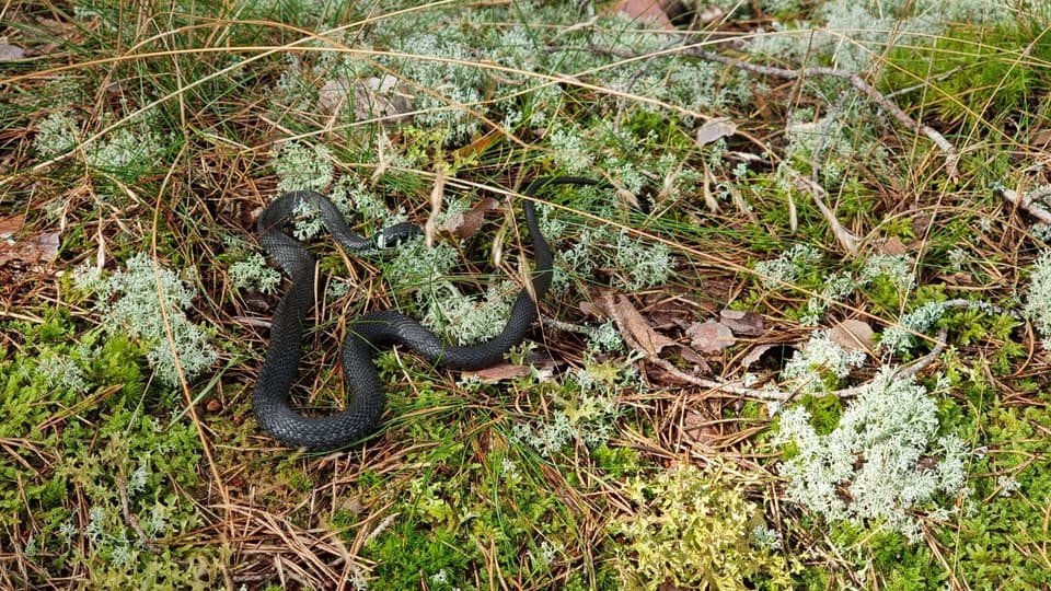 Mørk buorm glir i store sving over lav, lys reinlav og barnåler, med hodet løftet og en liten, lys nakkeflekk.