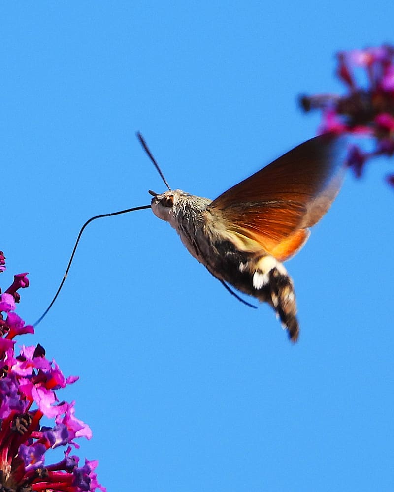 En dagsvermer svever mot blå himmel med den lange snabelen strukket ut mot en lilla blomsterklase. Bakvingene lyser oransje, og bakkroppen har svarte og hvite felt.