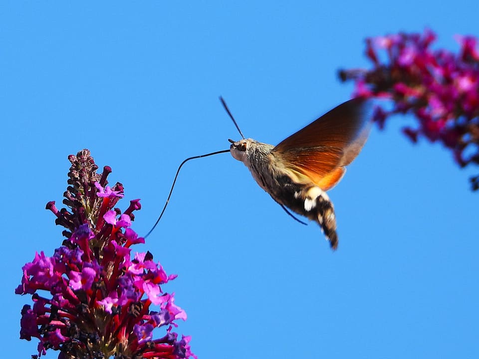 En dagsvermer svever mot blå himmel med den lange snabelen strukket ut mot en lilla blomsterklase. Bakvingene lyser oransje, og bakkroppen har svarte og hvite felt.