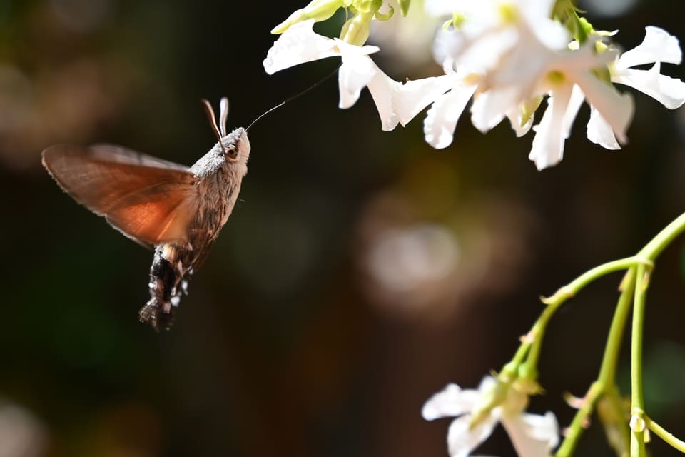 En dagsvermer svever foran hvite blomster med vingene i raskt slag. Oransje bakvinger og den lange snabelen er tydelige.