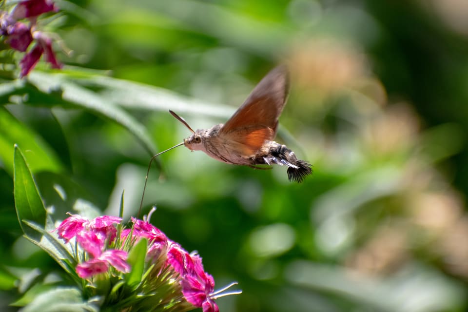 Dagsvermer svever over små rosa blomster med snabelen strukket mot dem. Bakgrunnen er uskarp og grønn.