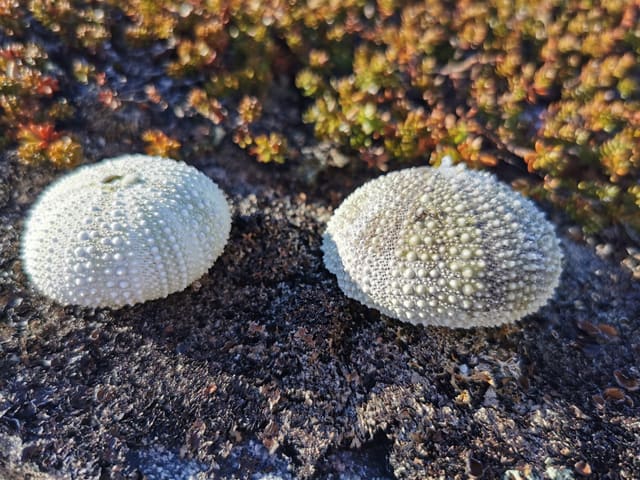 To tomme, lyse skall (skjelett) av drøbaksjøpiggsvin på en steinete strand, med den runde munnåpningen nede.
