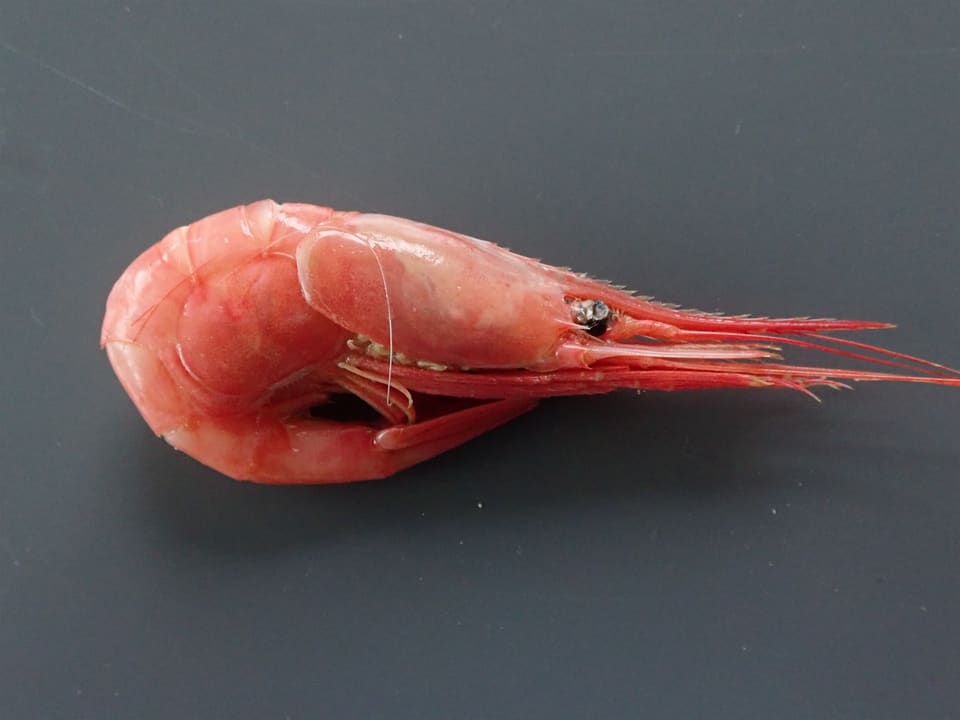 En kokt, rosa dypvannsreke ligger på en grå flate, med snuten med tenner og tydelig buet kropp.