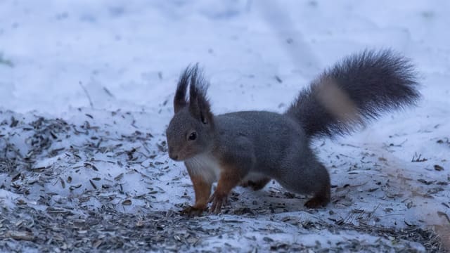 Mørkegrått ekorn med lange øredusker og mørk, busket hale går over snø og solsikkefrø, med lys bringe.