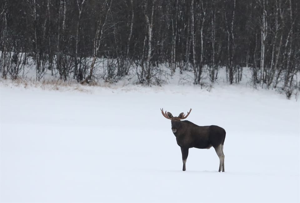 Elgokse med gevir står alene på et snødekt jorde, med bjørkeskog i bakgrunnen.