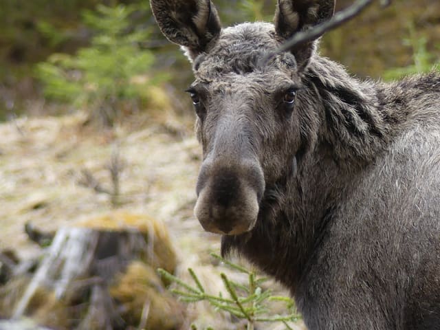 Nærbilde av hodet til en elgku som ser rett mot kameraet, med store ører og lang, mørk mule.