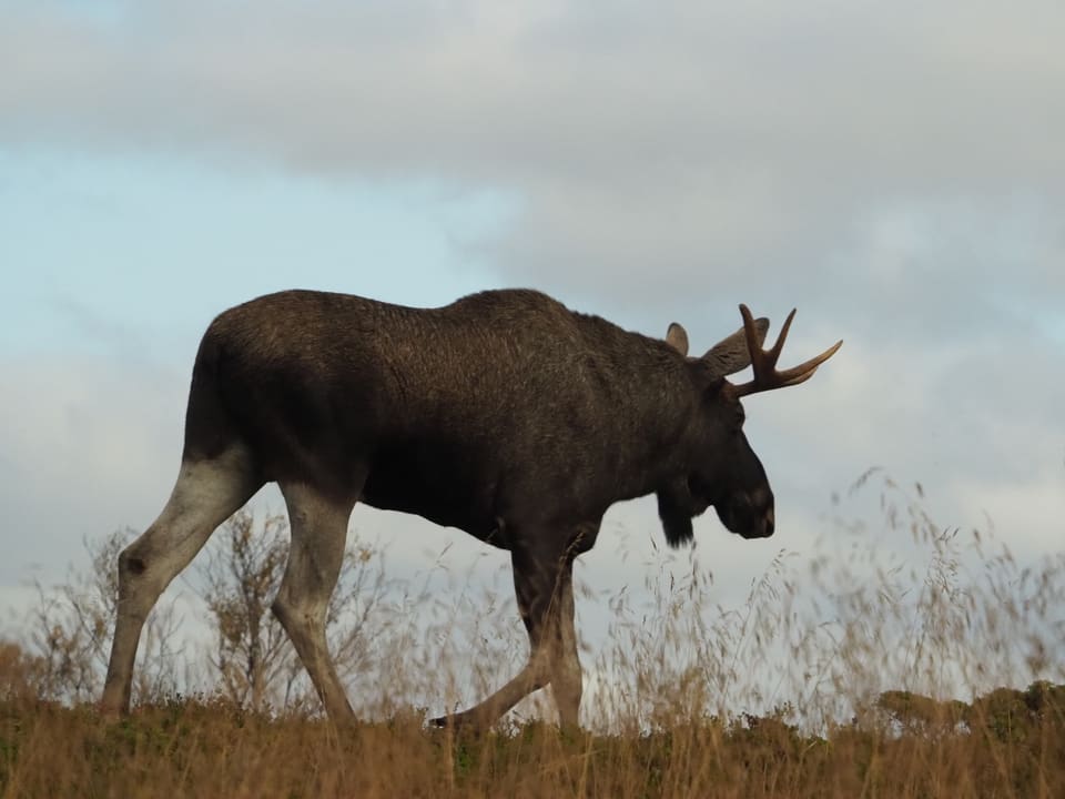 Elgokse i silhuett mot overskyet himmel går over en ås med tørt gress.
